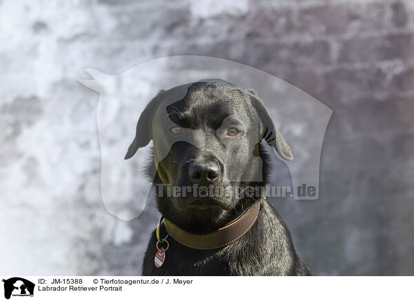 Labrador Retriever Portrait / JM-15388