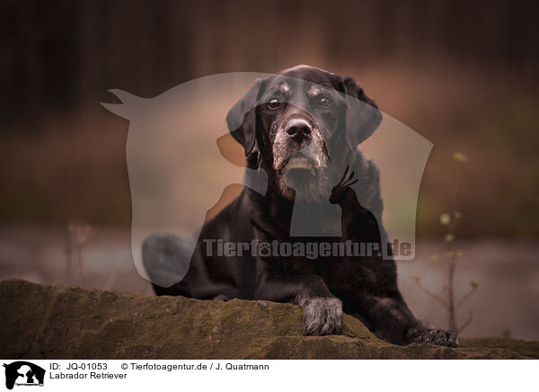 Labrador Retriever / Labrador Retriever / JQ-01053