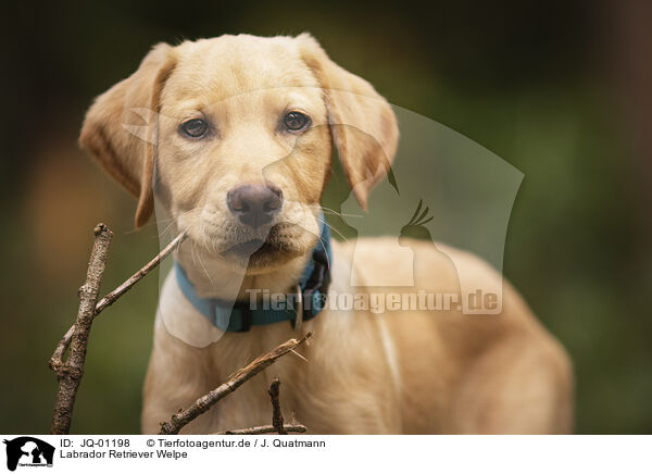 Labrador Retriever Welpe / Labrador Retriever Puppy / JQ-01198
