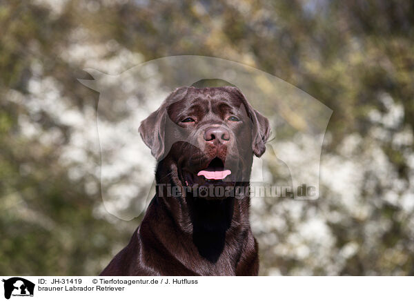 brauner Labrador Retriever / brown Labrador Retriever / JH-31419