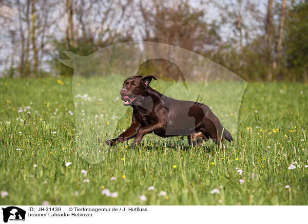 brauner Labrador Retriever / JH-31439