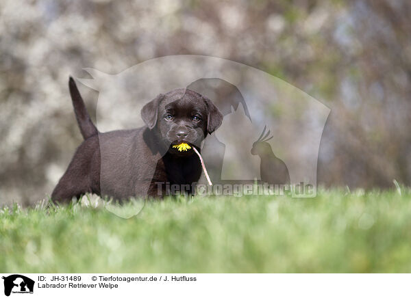 Labrador Retriever Welpe / Labrador Retriever puppy / JH-31489