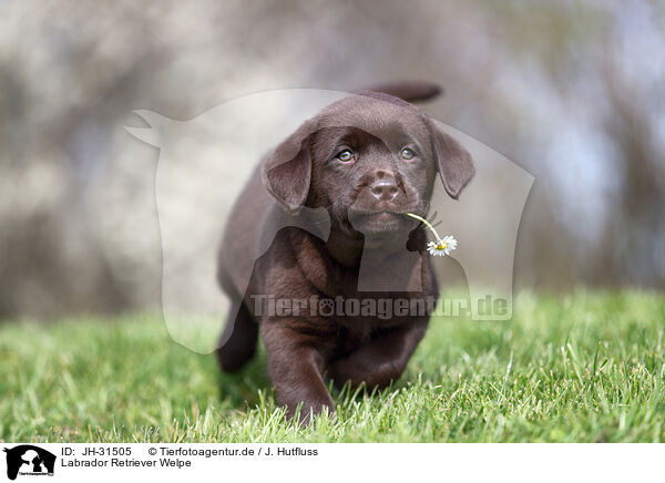 Labrador Retriever Welpe / JH-31505