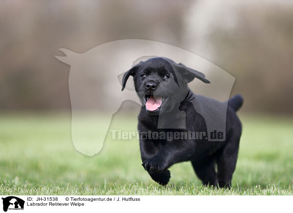 Labrador Retriever Welpe / Labrador Retriever puppy / JH-31538
