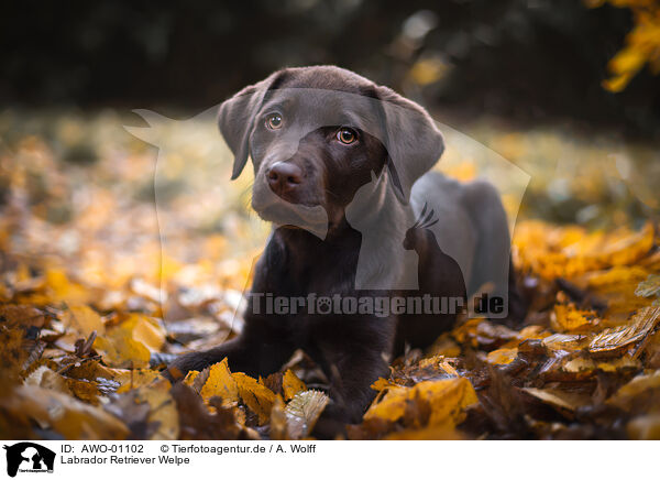 Labrador Retriever Welpe / Labrador Retriever Puppy / AWO-01102