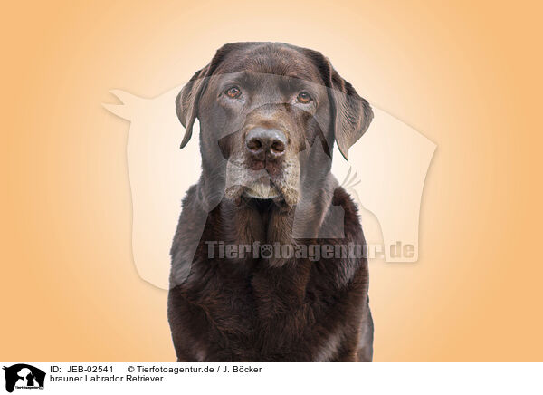 brauner Labrador Retriever / JEB-02541