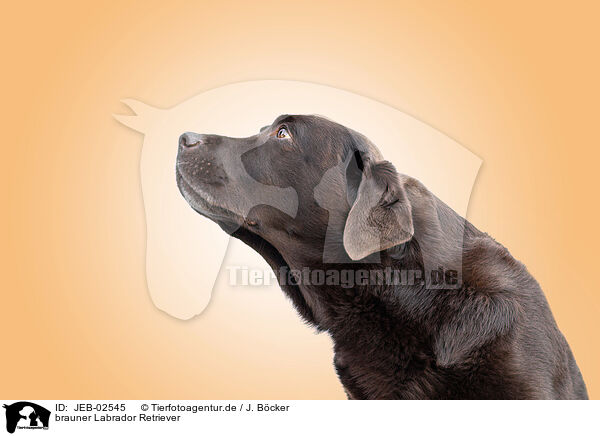 brauner Labrador Retriever / JEB-02545