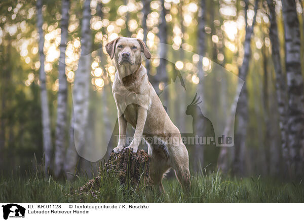 Labrador Retriever Hndin / KR-01128