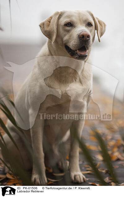 Labrador Retriever / Labrador Retriever / PK-01506