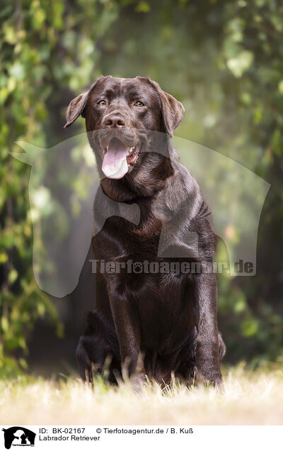 Labrador Retriever / BK-02167