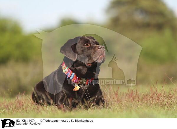 Labrador Retriever / Labrador Retriever / KB-11074