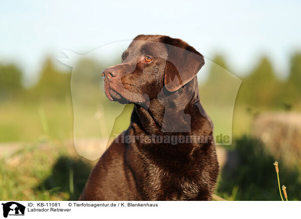 Labrador Retriever / KB-11081