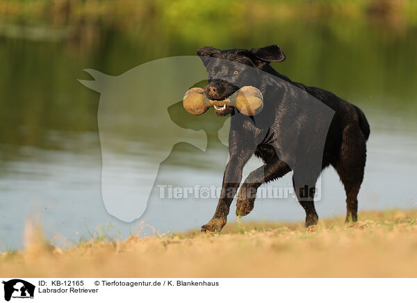 Labrador Retriever / Labrador Retriever / KB-12165