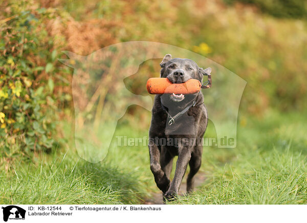 Labrador Retriever / Labrador Retriever / KB-12544