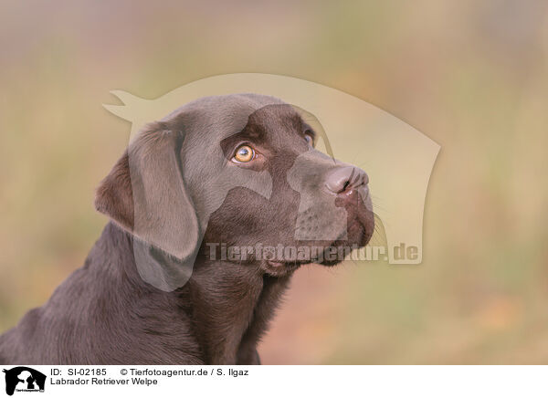 Labrador Retriever Welpe / SI-02185