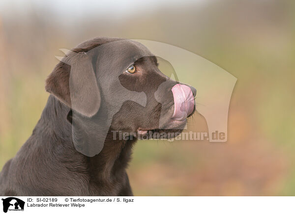 Labrador Retriever Welpe / SI-02189