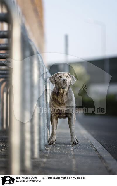 Labrador Retriever / Labrador Retriever / MAH-03998