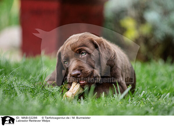 Labrador Retriever Welpe / MAB-02286