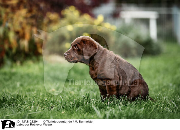 Labrador Retriever Welpe / MAB-02294