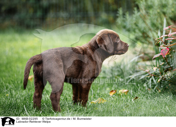 Labrador Retriever Welpe / MAB-02295