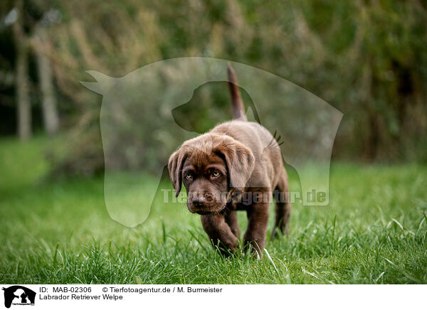 Labrador Retriever Welpe / MAB-02306