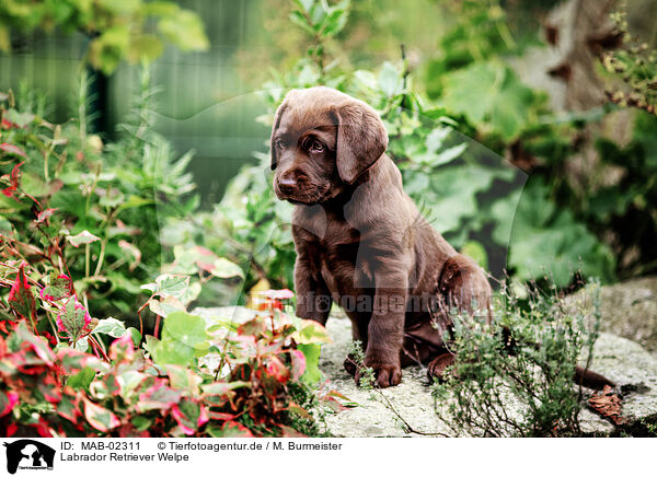 Labrador Retriever Welpe / MAB-02311
