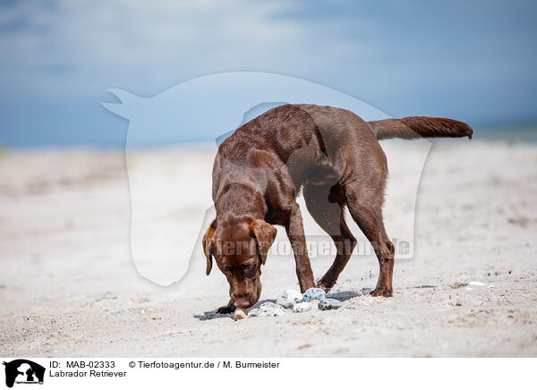 Labrador Retriever / MAB-02333
