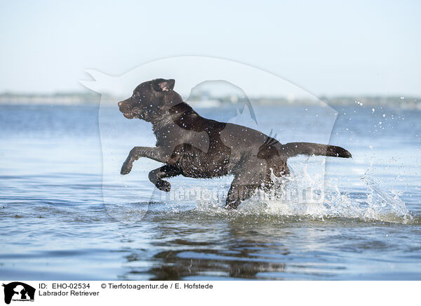 Labrador Retriever / Labrador Retriever / EHO-02534