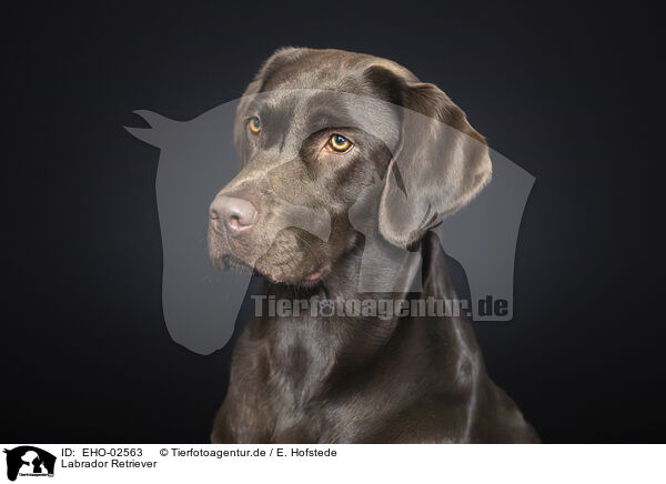 Labrador Retriever / Labrador Retriever / EHO-02563