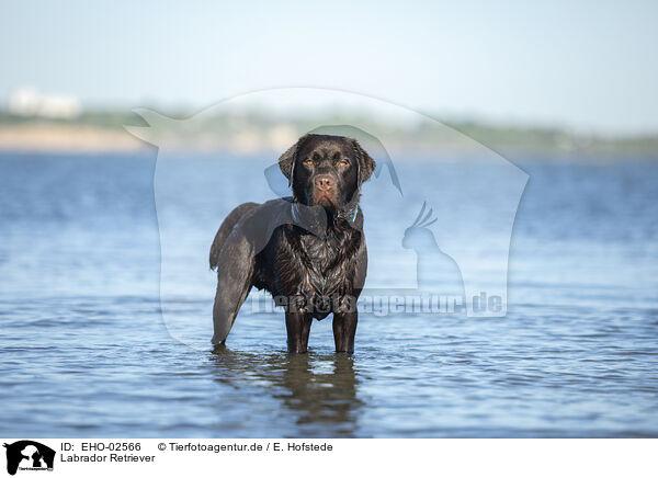 Labrador Retriever / Labrador Retriever / EHO-02566