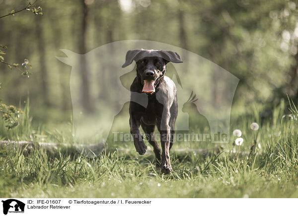 Labrador Retriever / Labrador Retriever / IFE-01607