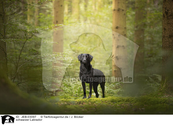 schwarzer Labrador / black Labrador / JEB-03097