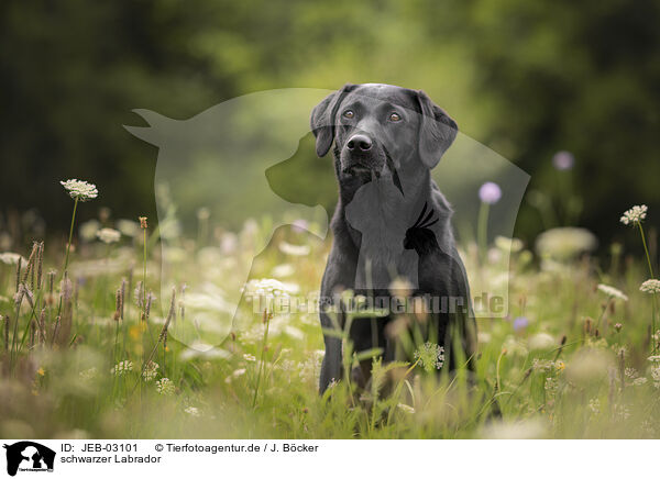 schwarzer Labrador / black Labrador / JEB-03101