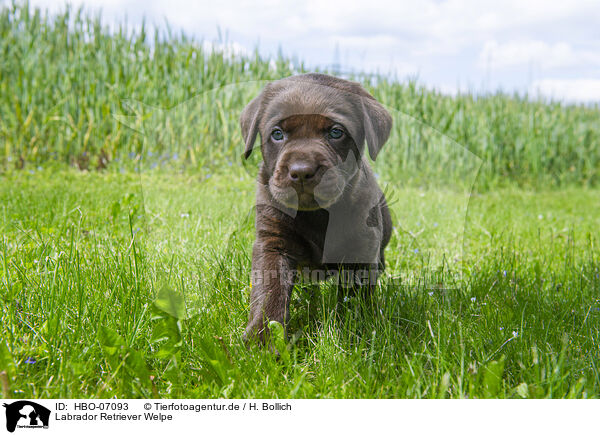 Labrador Retriever Welpe / HBO-07093