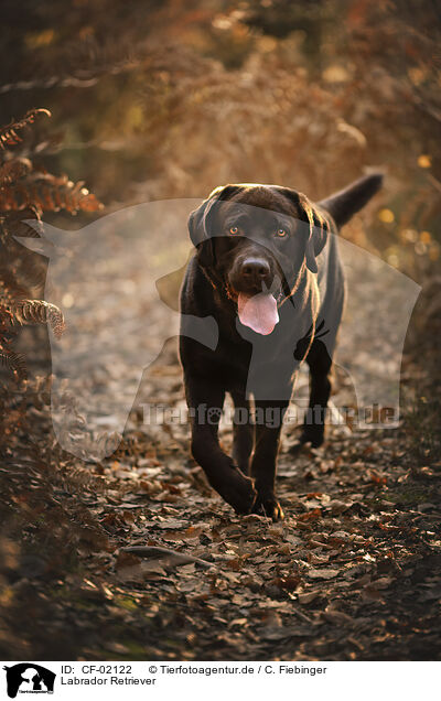 Labrador Retriever / CF-02122