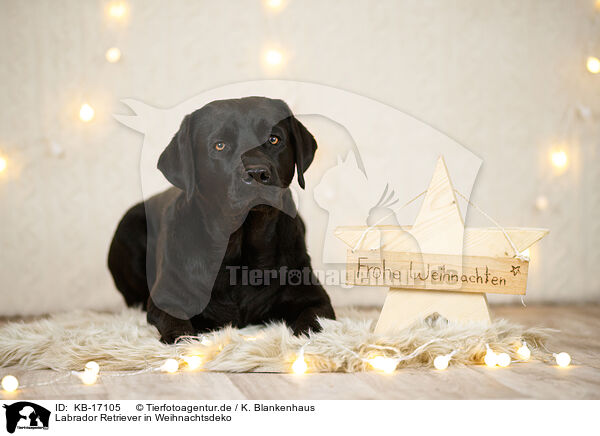 Labrador Retriever in Weihnachtsdeko / Labrador Retriever in christmas decoration / KB-17105