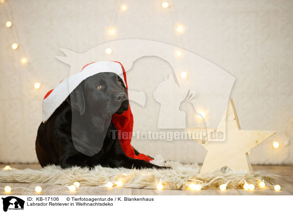 Labrador Retriever in Weihnachtsdeko / Labrador Retriever in christmas decoration / KB-17106