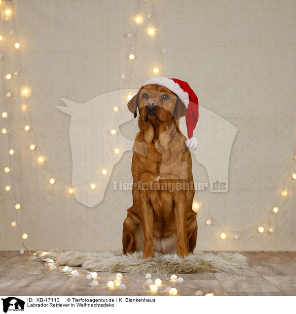 Labrador Retriever in Weihnachtsdeko / Labrador Retriever in christmas decoration / KB-17113