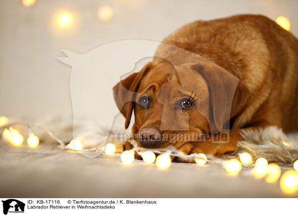 Labrador Retriever in Weihnachtsdeko / Labrador Retriever in christmas decoration / KB-17116