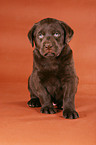 Labrador Welpe