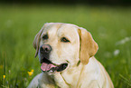 Labrador Retriever Portrait