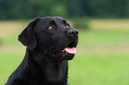 schwarzer Labrador Retriever