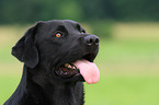 schwarzer Labrador Retriever