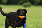 schwarzer Labrador Retriever