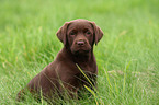 Labrador Retriever Welpe