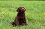 Labrador Retriever Welpe