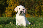 blonder Labrador Retriever