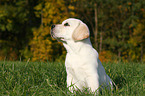 blonder Labrador Retriever