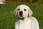 blonder Labrador Retriever