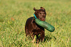 Labrador apportiert Dummy